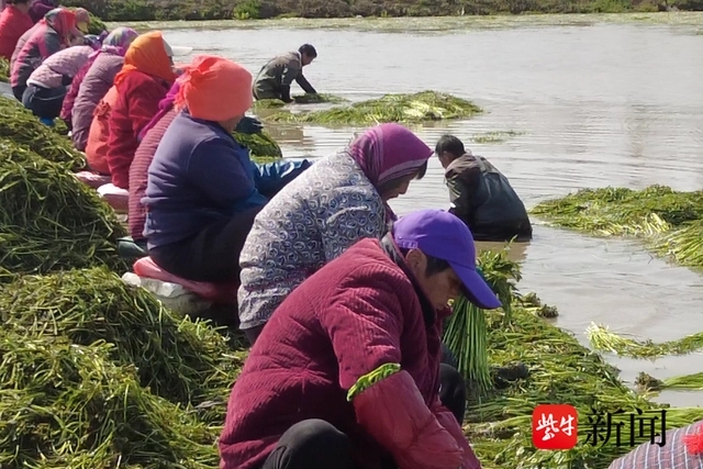 百亩水芹种植基地面临荒废？检察院协调找到双赢方案